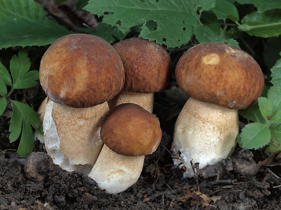 Jaroslav Malý houby také fotí. Hřiby dubové v jeho podání vypadají jako z pohádky.