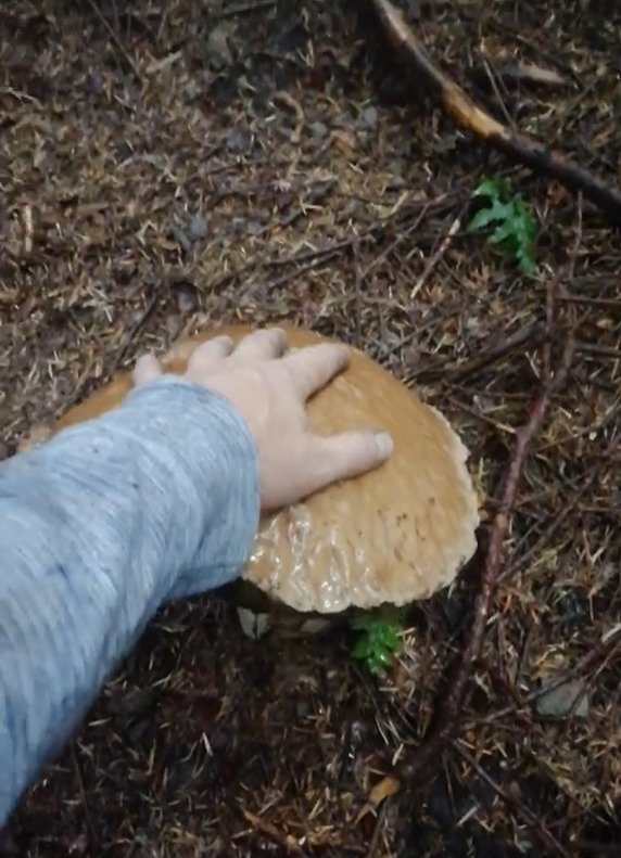 Houbaři mají žně: Manželé našli v lese hřib vážící 1,5 kg!