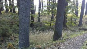 V Jizerských horách houby rostou, zdokumentovala Jirka Hovorková - a zdravé.