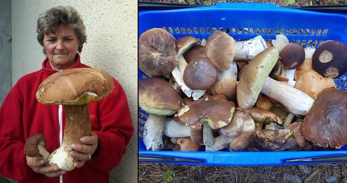 Paní Jitka s hřibem o výšce 27 centimetrů, váze 1,3 kilogramu a s šířkou klobouku 21 centimetrů.