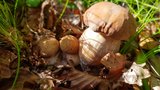 Atlas jedlých hub: Mykologové popisují nejoblíbenější české houby