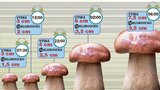 Jak dlouho roste houba? Asi 10 dní!