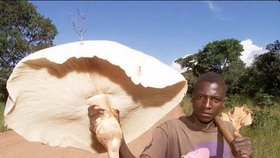 Kam se hrabou naše bedly na termitovník obrovský, který roste v afrických pralesech! Domorodci je můžou používat jako slunečníky, jejich klobouky mají i přes metr v průměru.