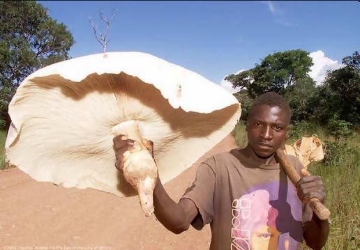 Rarita na závěr: Kam se hrabou naše bedly na termitovník obrovský, který roste v afrických pralesech! Domorodci je můžou používat jako slunečníky, jejich klobouky mají i přes metr v průměru.