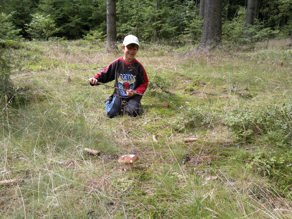 V Pokrkonoší nemusíte hřiby pracně hledat, rostou všude