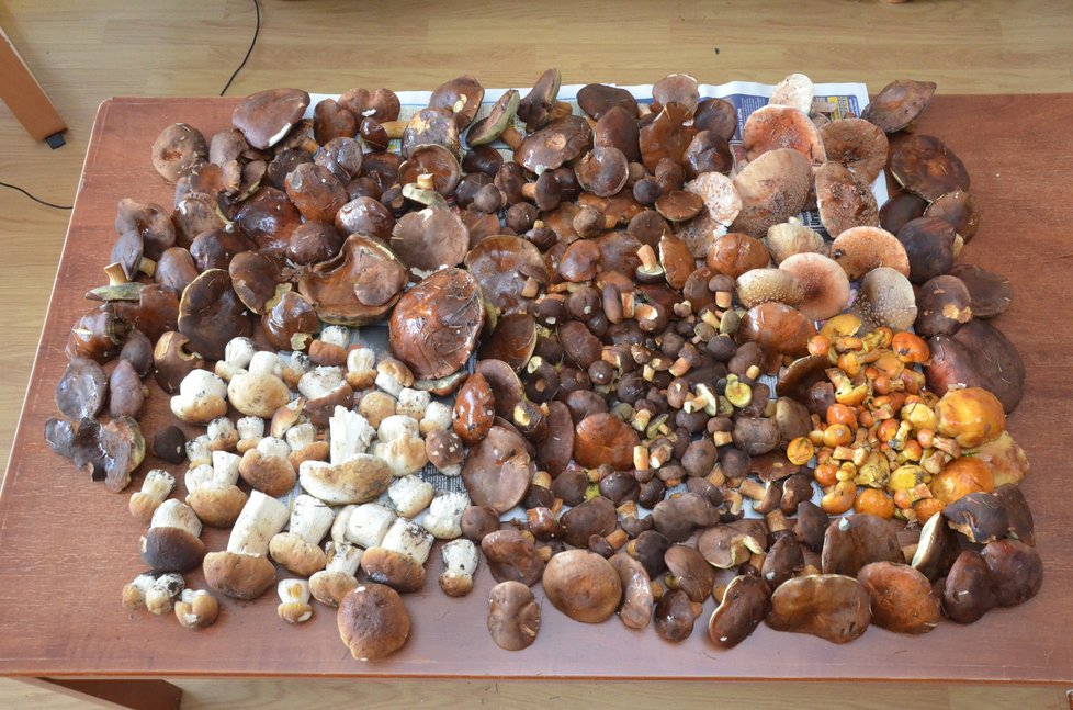 Češi nejraději sbírají houby.
