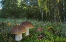 Dobrá zpráva pro houbaře: Listopad a... Hřiby pořád rostou!