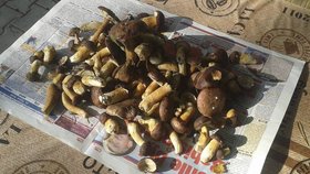 O víkendu se zadařilo v houbaření i Janě Rajchlové (56). Z lesa v Kersku na Nymbursku přinesla spoustu hříbků.
