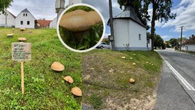 Raritní foto nadchlo i mykologa: Hřiby dubové rostou přímo na návsi! A varování místních...