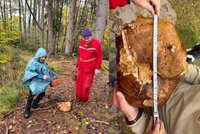 Eliáš (8) s dědou (78) našli hřib gigant! Které houby mají Češi na talíři nejraději?