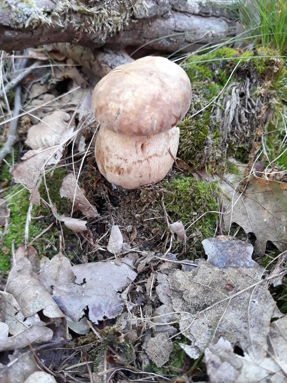 Z prvního prvního letošního hřibu  byly výborné řízky.