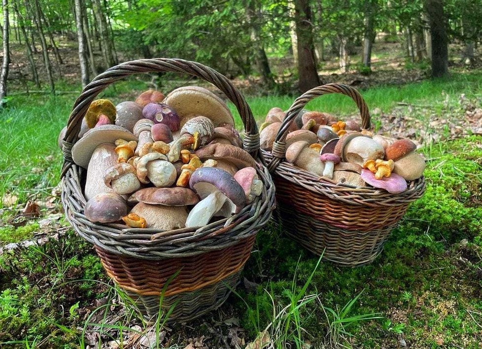Češi houby milují a rádi se nálezy pochlubí. Tento úlovek nalezl Dominik Mašek