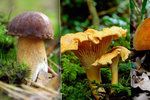 Stačí vědět, která houba si rozumí s kterým druhem stromu a máte z části vyhráno.