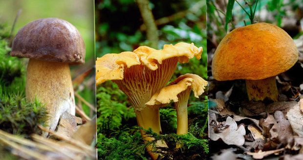 Stačí vědět, která houba si rozumí s kterým druhem stromu a máte z části vyhráno.