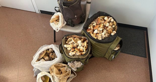 Dva Italové ve Švýcarsku nasbírali 30 kg hřibů