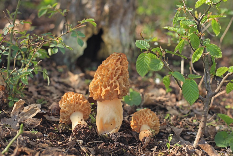 Rodinka smrže obecného - Morchella esculenta.