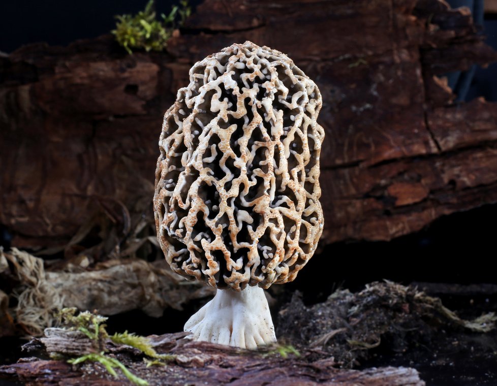 Smrži jsou úžasné houby