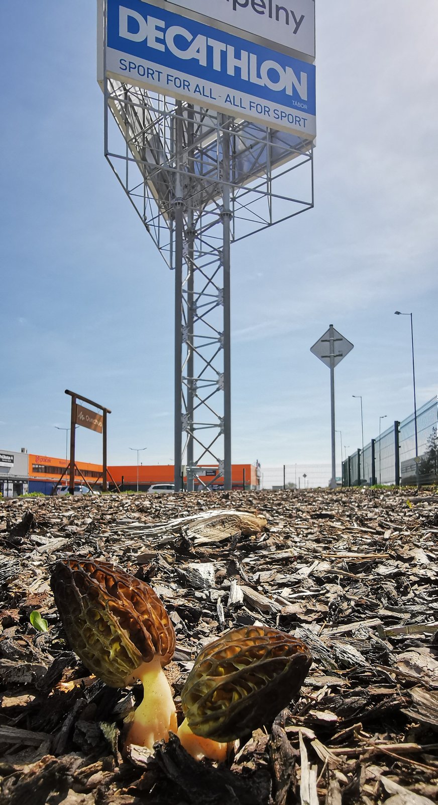 Tihle krasavci rostli přímo v nákupním centru.