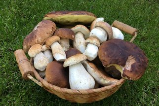 Zásady správného houbaření: Na co si dát pozor a které mýty houbám škodí?