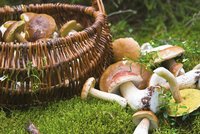 Kam na houby na jižní a severní Moravě? Objevte lokality houbařů a mykologů!