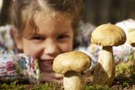 Kolem sběru hub se vyskytuje řada mýtů a pověr