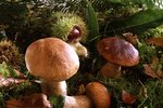 Nejen zvířata, ale i houby mají svou rezervaci