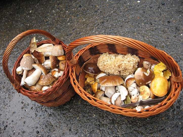 Kotrče na Vysočině - V okolí Vlašimi na Vysočině jde najít pestrá směs hub. Koše se zaplňují hřiby, klouzky, křemenáči či masáky. Vzácností je kotrč, ze kterého se dá uvařit výborná falešná dršťková polévka.