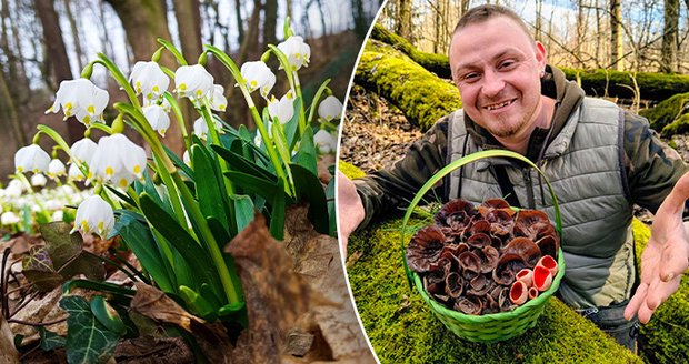 Houbař Lukáš Bukvic si z Českého ráje odnášel plný košík jarních hub.