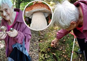 Alena vzala svou maminku Věru Lokšanovou (95) na houby.  Její momentky z lesa dojaly ostatní houbaře.