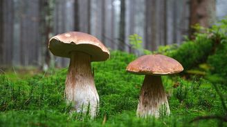 Už rostou. Češi jsou národ houbařů, ale ztrácejí znalosti a často věří mýtům. Může se na houby alkohol?