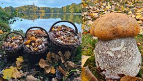 Podzimní houbaření nabízí nevídanou krásu