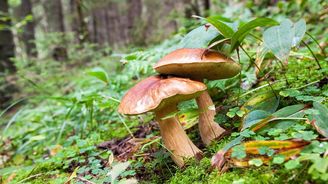 Vyrazte na houby: Nemají žádné kalorie a mohou být léčivé