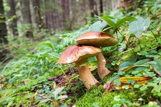 Houby: Kalorií mají nula a navíc mohou být léčivé Houby: Kalorií mají nula a navíc mohou být léčivé