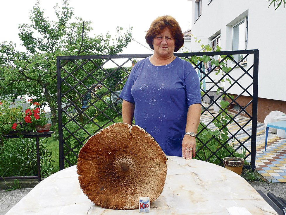 Šťastná houbařka Marie Drahotová z Jirkova s životním úlovkem