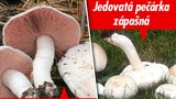 Houbařský lexikon: Žampion jedlý versus jedovatý. Jak je rozeznat?