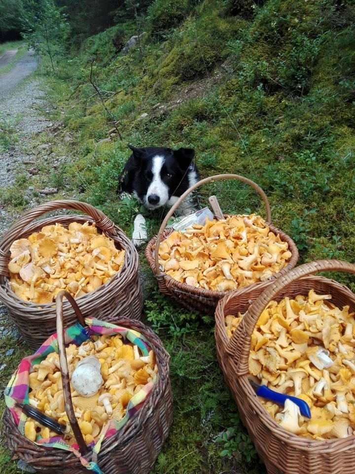 Tina s pejskem Babu našla za hodinu a půl čtyři velké koše lišek.