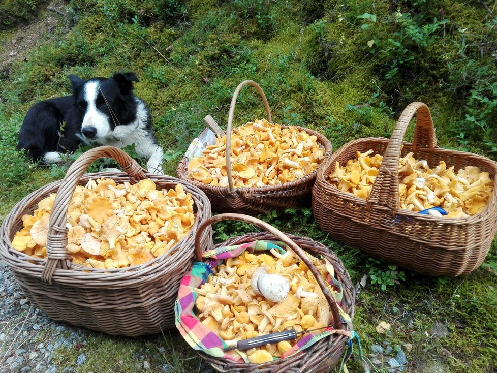 Tina s pejskem Babu našla za hodinu a půl čtyři velké koše lišek.