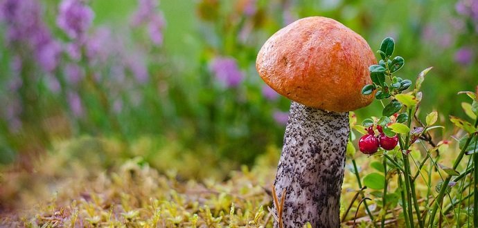 5 nejlepších míst na houbaření