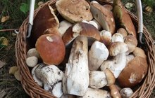 POČASÍ přeje houbařům: 8 kilo hřibů i kotrče na guláš...