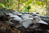 Proč chodit na houby do lesa? Vypěstujte si je doma