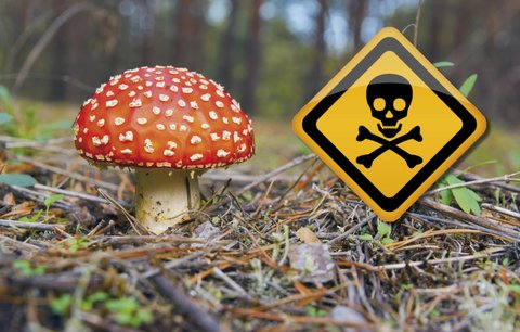 První pomoc při otravě houbami: Nebraňte se zvracení a vyhledejte odbornou pomoc
