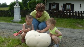 "Našli jsme ji během výletu na Hanušovicku v Jeseníkách. Pýchavkou jsme podělili také příbuzné, kteří si tak pochutnají na výborných řízcích," popisuje nález pan Kapustka.