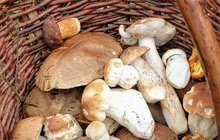 PŘEDPOVĚĎ POČASÍ: Ochladí se, ale houby rostou dál
