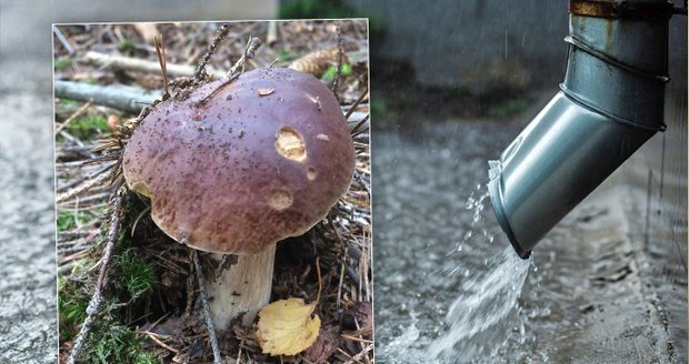 Babí léto hlásí definitivní konec: Počasí je na houby!