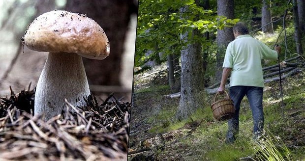 Z lesa si houby neodnesete, horko jim nepřeje (ilustrační foto)
