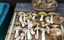 Příroda v lese čaruje! Unikátní nálezy houbařů: Dvojčata a pětihřib