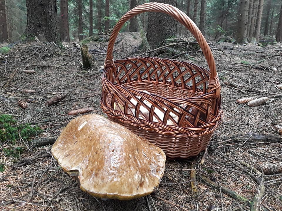 I takovéhle houby se dají nyní najít v lesích na Žďársku. Úspěšným nálezcem byl Jiří Poláček. Velké houby, podle svých slov, ponechal na místě.