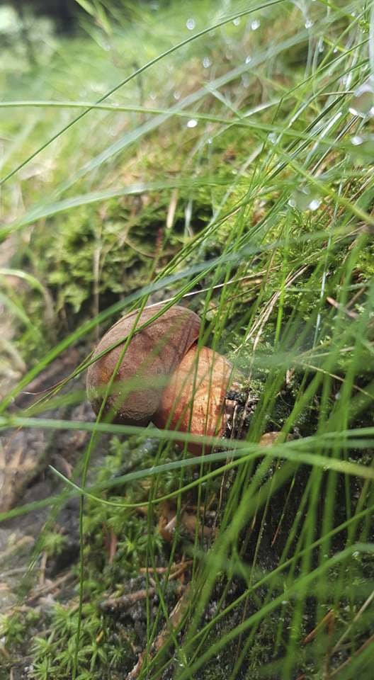 Déšť z uplynulých dnů potěšil houbaře. Hřiby rostou už i na Litoměřicku.