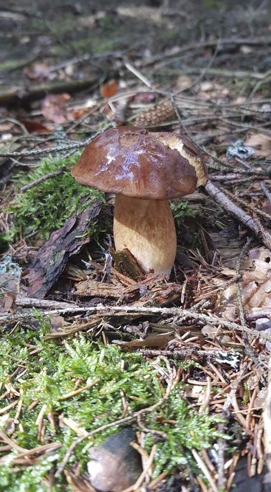 Déšť z uplynulých dnů potěšil houbaře. Hřiby rostou už i na Litoměřicku.