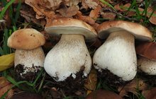Už zase rostou: Nekonečná houbařská sezona
